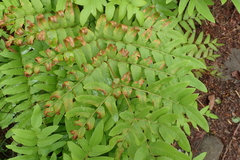 Osmunda japonica