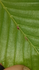 Aceria tenella