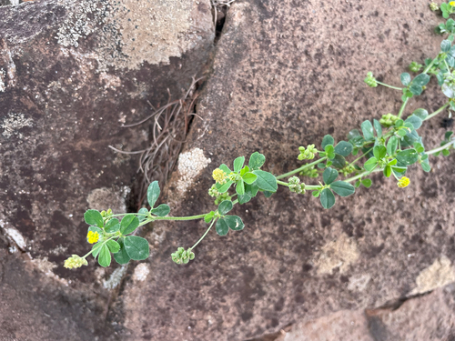 Medicago, 2026-08-03