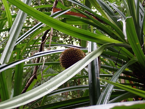 Benstonea monticola, photograph 6