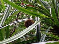 Benstonea monticola, photograph (c) Neal Kelso, some rights reserved (CC BY)