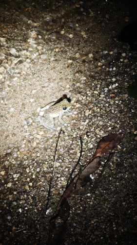 Amolops larutensis observed 2026-08-04