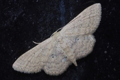 Scopula personata