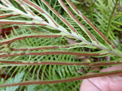 Blechnum gibbum