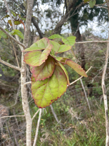 Hibiscus waimeae observed 2026-08-03
