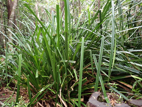 Scirpodendron ghaeri observed 2026-08-02
