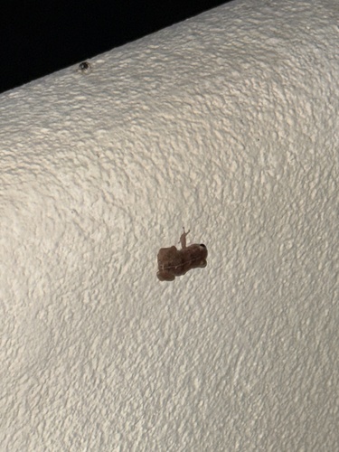 Lesser Antillean whistling frog