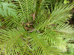 Blechnum gibbum