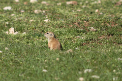 Spermophilus xanthoprymnus