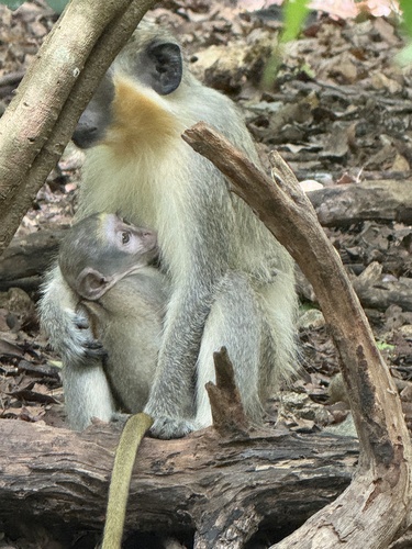 Green Monkey