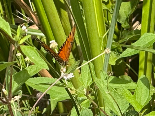 Gulf Fritillary