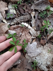 Anemonoides quinquefolia