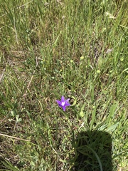 Brodiaea stellaris