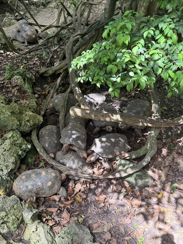 Red-footed Tortoise