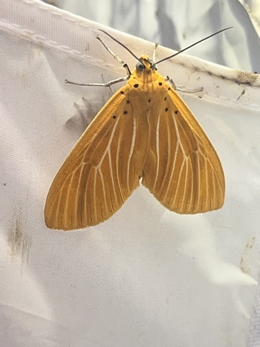 Poor Tiger Moth