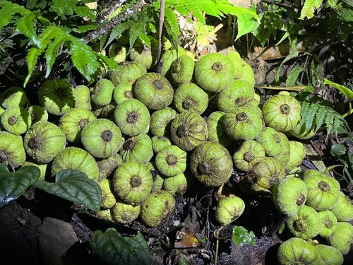 Roxburgh fig