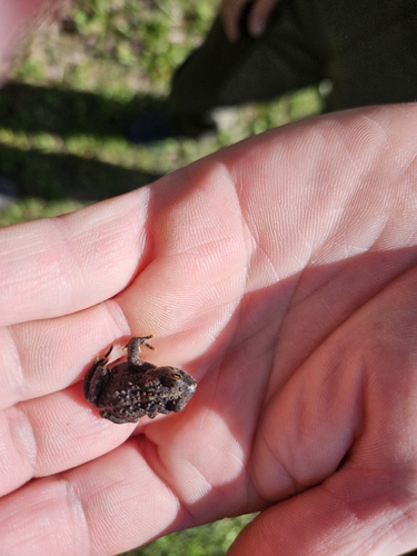 Western Toad