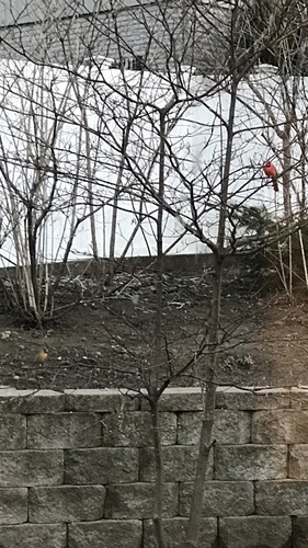 Northern Cardinal photographed in Nebraska