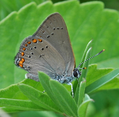 Satyrium titus