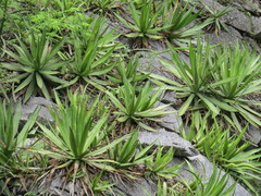 Agave univittata