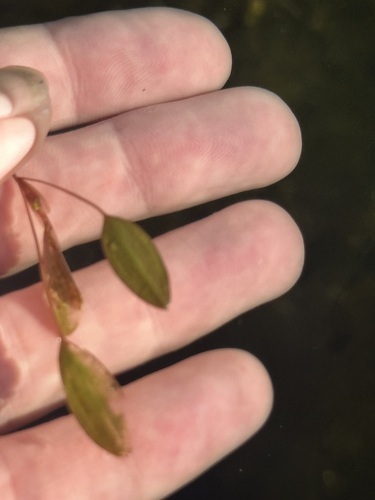 Snailseed pondweed (Potamogeton bicupulatus)