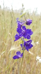 Delphinium variegatum variegatum