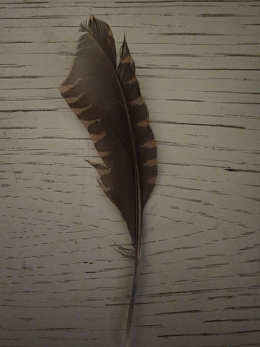 Eurasian Woodcock