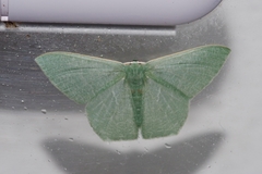 Thalassodes intaminata