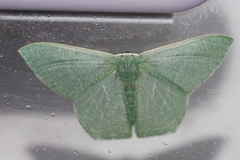 Thalassodes intaminata