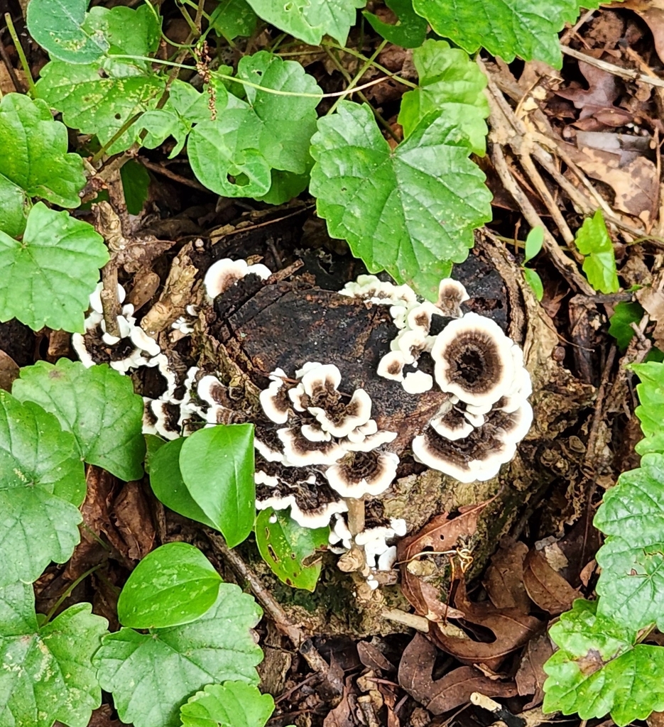 turkey-tail · August 2026 · photo: Photo: (c) Wooded Creek Wanderer, some rights reserved (CC BY) · iNaturalist