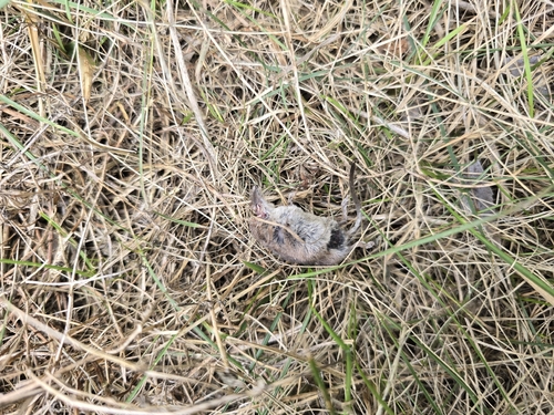 Masked Shrew observed by azurethrasher