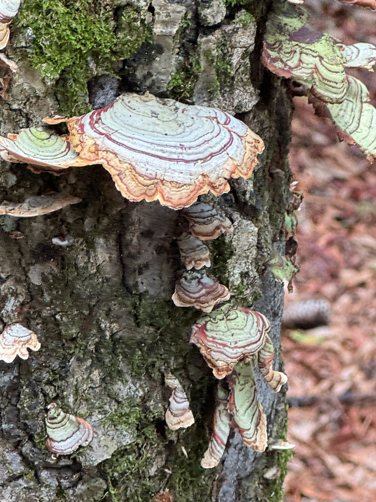 False Turkeytail · August 2026 · photo: Photo: no rights reserved · iNaturalist