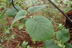 Actinidia setosa