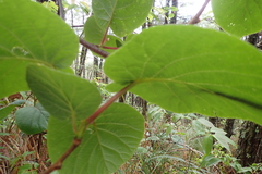 Actinidia setosa