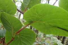 Actinidia setosa