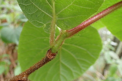 Actinidia setosa