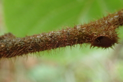 Actinidia setosa
