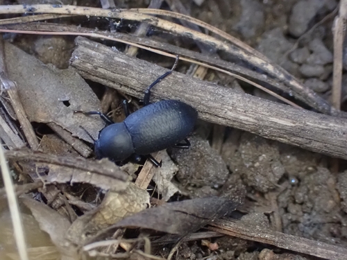 iNaturalist observation photo of Scotobaenus