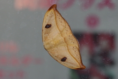 Callidrepana melanonota