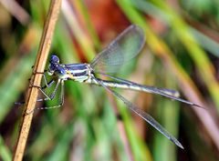 Lestes unguiculatus