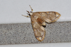 Cirrhochrista kosemponialis