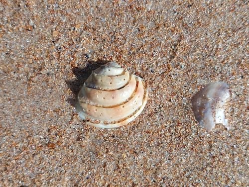Lirophora paphia observed 2026-08-04