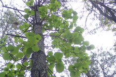 Actinidia setosa