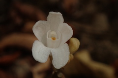 Didymoplexis pallens