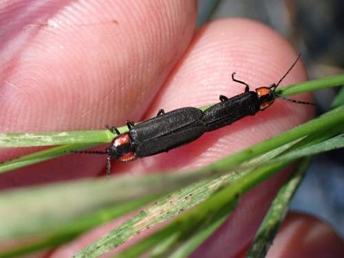 iNaturalist observation photo of Dark Firefly