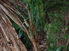 (c) Neal Kelso, some rights reserved (CC BY) Psilotum × complanatum, photograph (c) Neal Kelso, some rights reserved (CC BY)