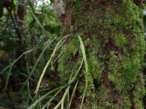 Psilotum × complanatum, photograph 2