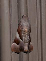 Niceteria macrocosma