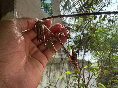 Wandering Violin Mantis