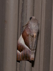 Niceteria macrocosma